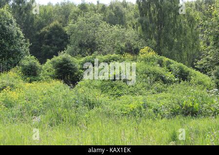 Typisch für die zentralen russischen Hochland Landschaften - Meer der Brennnessel und ein Wald im Hintergrund. Stockfoto