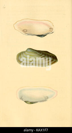 Diese Illustration aus „The Natural History of British Shells“ zeigt verschiedene Weichtiere, die in Großbritannien gefunden wurden. Die Platte ist eine detaillierte Darstellung der Schalen und hebt ihre Formen und Texturen auf informative, wissenschaftliche Weise hervor. Stockfoto