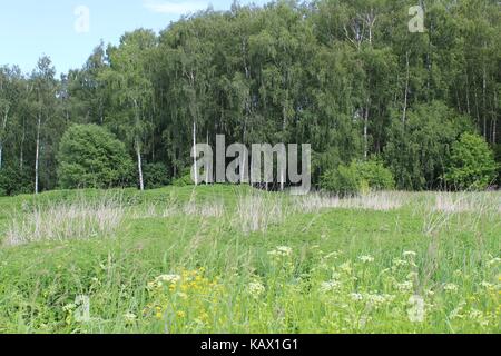 Typisch für die zentralen russischen Hochland Landschaften - Meer der Brennnessel und ein Wald im Hintergrund. Stockfoto