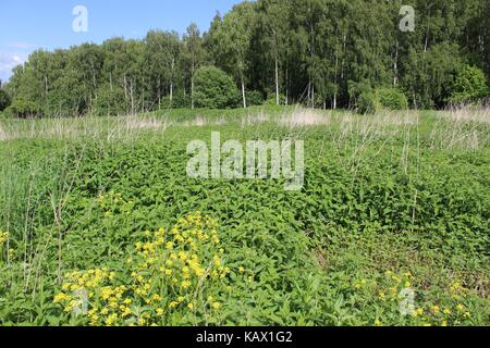 Typisch für die zentralen russischen Hochland Landschaften - Meer der Brennnessel und ein Wald im Hintergrund. Stockfoto