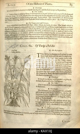 Seite 83 von „The Herball, Or, Generall Historie of Plantes“ von John Gerard bietet einen detaillierten Überblick über verschiedene Pflanzenarten. Das Buch ist ein wichtiger historischer botanischer Text, der Einblicke in frühe botanische Kenntnisse bietet. Stockfoto