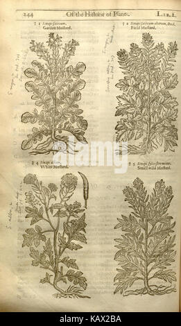 Seite 244 von „The Herball, oder Generall Historie of Plantes“, ein wichtiges botanisches Werk, das Pflanzenarten und ihre Verwendung in Medizin und Alltag beschreibt. Stockfoto
