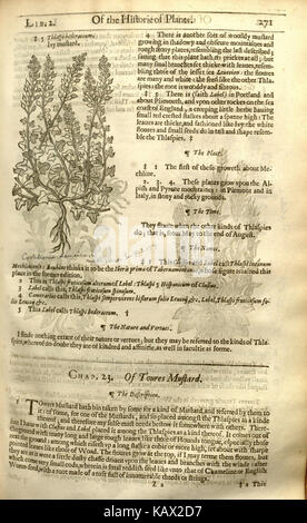 Dieser Verweis auf „The Herball“ ist eine Seite aus einem historischen botanischen Werk, das die Pflanzen seiner Zeit beschreibt. Das Buch dient als wichtige Quelle für die Identifizierung von Pflanzen und die frühzeitige Erforschung der Botanik. Stockfoto