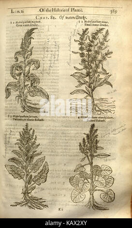 Diese Seite von „The Herball, or, Generall Historie of Plantes“ beschreibt die historische Katalogisierung der Pflanzen, ein wichtiger Text in der frühen Botanik, der Pflanzen und ihre medizinische Verwendung abdeckt. Stockfoto