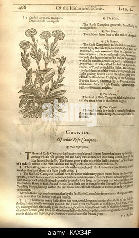 Eine Seite aus „The Herball or Generall Historie of Plantes“, einem bedeutenden botanischen Werk von John Gerard. Das 1597 erschienene Buch beschreibt Pflanzen und ihre medizinische Verwendung und dient als maßgebliche Referenz für die frühmoderne Botanik und Kräuterkunde. Stockfoto