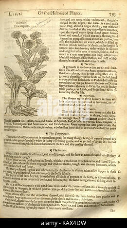 Seite 793 von „The Herball, Or, Generall Historie of Plantes“ von John Gerard, veröffentlicht 1597, enthält detaillierte Illustrationen und Beschreibungen von Pflanzen aus der Frühen Neuzeit. Das Buch ist ein wichtiger botanischer Text. Stockfoto