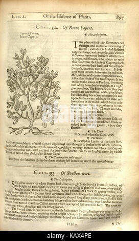 Die Seite von „The Herball“, ein bedeutendes historisches Werk, enthält detaillierte Informationen über Pflanzen und ihre medizinische Verwendung. Dieses Buch aus der Frühen Neuzeit dient als wichtiges Referenz in der Geschichte der Botanik und der Kräutermedizin. Stockfoto