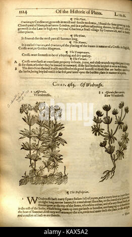 Diese Seite aus „The Herball, or Generall Historie of Plantes“ von John Gerard zeigt die botanischen Illustrationen und Beschreibungen verschiedener Pflanzen. Das Buch ist eine wichtige historische Referenz in der Botanik und frühen Naturwissenschaften. Stockfoto