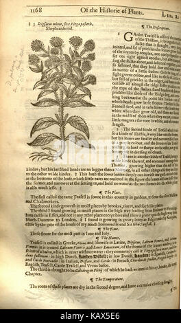 Diese Seite aus „The Herball, Or, Generall Historie of Plantes“ präsentiert botanische Illustrationen und Beschreibungen von Pflanzen, die im 16. Jahrhundert veröffentlicht wurden. Es ist ein wichtiges historisches Werk über die Klassifizierung von Pflanzen und medizinische Anwendungen. Stockfoto