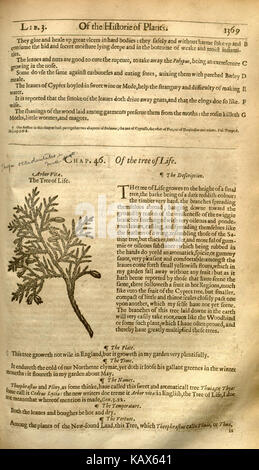 Diese Seite von „The Herball, oder Generall Historie of Plantes“, einem bahnbrechenden Werk über die Botanik, beschreibt verschiedene Pflanzenarten und ihre Verwendung. Das Buch, das John Gerard im 16. Jahrhundert verfasste, ist ein wichtiger historischer botanischer Bezug und trägt zum Studium der Pflanzenwissenschaften bei. Stockfoto