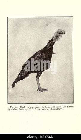 Diese Illustration aus einer botanischen Studie zeigt die Pflanze „Truthahn-Aufzucht“ und zeigt die botanischen Merkmale der Art. Sie bietet eine detaillierte Darstellung des Wachstums und der Eigenschaften der Pflanze. Stockfoto