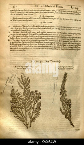 Der „Herball“ oder „Generall Historie of Plantes“ ist ein bedeutendes botanisches Werk aus dem 16. Jahrhundert, das detaillierte Beschreibungen der Pflanzen und ihrer Verwendung bietet. Der Text, insbesondere Seite 1376, bietet historische Einblicke in frühe Pflanzenstudien und medizinische Botanik. Stockfoto