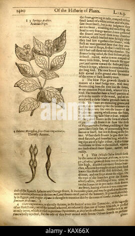 „The Herball, Or, Generall Historie of Plantes“ ist ein wichtiges botanisches Werk von John Gerard, das eine Vielzahl von Pflanzen im 16. Jahrhundert beschreibt. Diese Seite aus dem Buch zeigt das umfangreiche Wissen über Pflanzen während der Renaissance. Stockfoto
