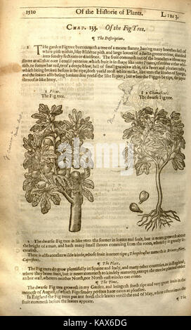 „The Herball, Or, Generall Historie of Plantes“ von John Gerard ist ein wichtiges Werk in der frühen modernen Botanik, das verschiedene Pflanzen und ihre medizinische Verwendung dokumentiert. Diese Seite bietet einen Einblick in die Pflanzenklassifizierung und die botanische Geschichte. Stockfoto