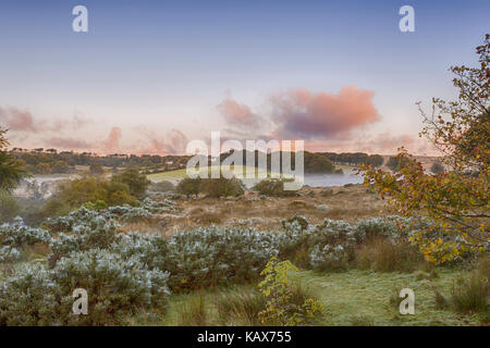 Early Misty Morning Sunrise mit Tau Web-sites bei Postbridge, Nationalpark Dartmoor, Devon, UK im September abgedeckt Stockfoto