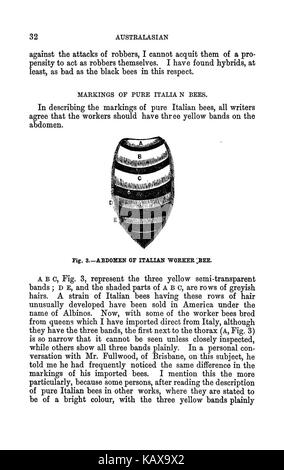 Die illustrierte Australasian biene Handbuch und vollständige Anleitung für moderne Biene Kultur in der südlichen Hemisphäre BHL 38562713 Stockfoto