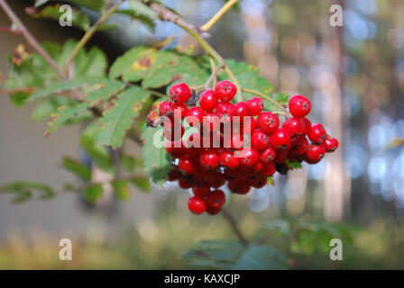 Rote Beere auf dem Zweig der Kraniche oder Berg - Asche (Sträucher oder Bäume in der Gattung Sorbus der Rosengewächse Rosaceae). Stockfoto