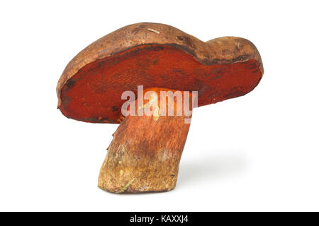 Ganze gepunktete Stammzellen bolete auf weißem Hintergrund Stockfoto