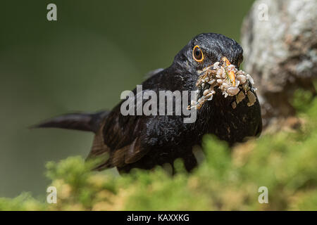 Sehr nah bis Kopf Foto eines männlichen Blackbird mit seinen Schnabel mit Essen auf Samen und andere schmackhafte Bits gefüllt. Stockfoto