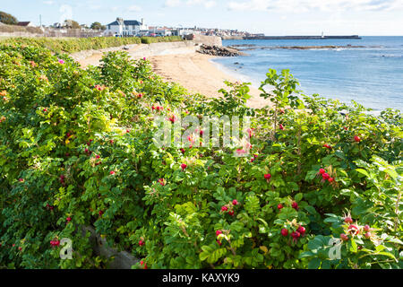 Rosa rugosa Rosen bilden ein attraktives Hedge-fonds an der Küste von Fife, Schottland Anstruther, Großbritannien Stockfoto