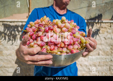 Betriebsinhaber, die eine Schüssel Trauben Stockfoto