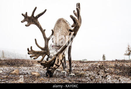 Rentier in einem Schnee im Norden der Mongolei Stockfoto