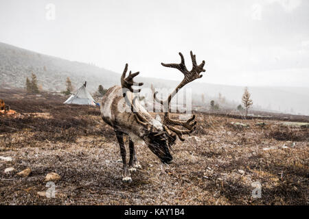 Rentier in einem Schnee im Norden der Mongolei Stockfoto