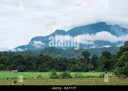 Mais Plantage im Feld am Hang. Mais Anbau in der Landwirtschaft Bauernhof. Stockfoto