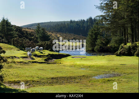 Schafe grasen am Ufer des East Dart River bei bellever auf Dartmoor, an einem sonnigen Tag mit blauen Himmel Devon Stockfoto