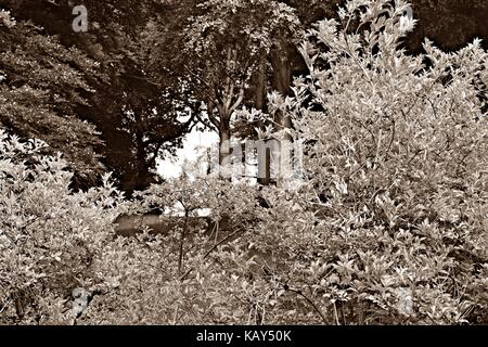 Wiliam Docherty ging ich um twechar. Was ist ein kleines Bergbau Dorf im East Dunbartonshire in Schottland. Stockfoto