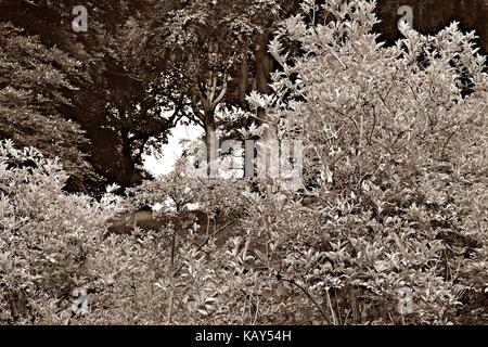 Wiliam Docherty ging ich um twechar. Was ist ein kleines Bergbau Dorf im East Dunbartonshire in Schottland. Stockfoto