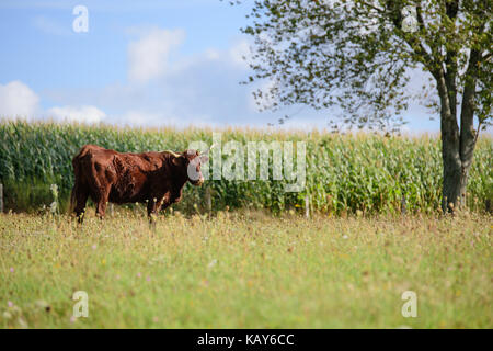 Vache de salers Aurillac vitrac Cantal Stockfoto