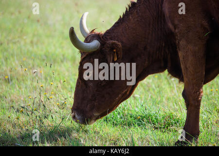 Vache de salers Aurillac vitrac Cantal Stockfoto
