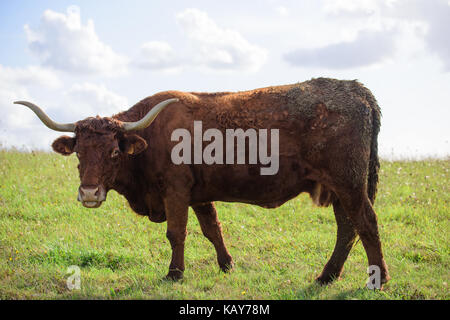 Vache de salers Aurillac vitrac Cantal Stockfoto