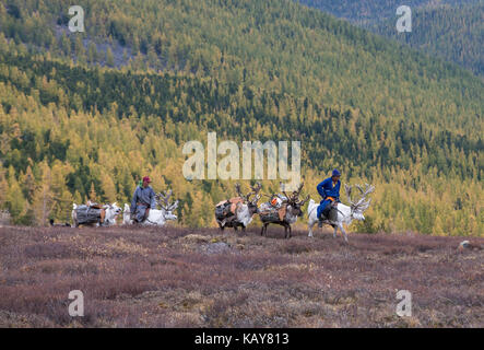 Tsaatan Familie Brennholz aus einem Wald auf Rentier Stockfoto