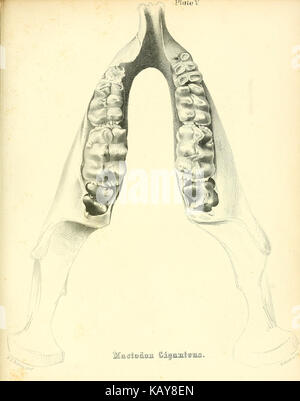 Das mastodon giganteus von Nordamerika (Platte V) BHL 40681464 Stockfoto