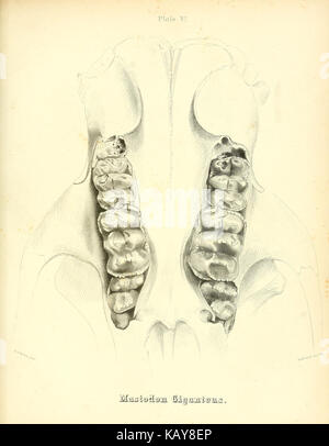 Das mastodon giganteus von Nordamerika (Platte VI) BHL 40681466 Stockfoto
