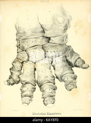 Das mastodon giganteus von Nordamerika (Platte XI) BHL 40681476 Stockfoto