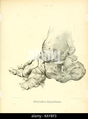 Das mastodon giganteus von Nordamerika (Platte XIV) BHL 40681482 Stockfoto