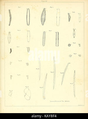 Das mastodon giganteus von Nordamerika (Platte XV) BHL 40681484 Stockfoto