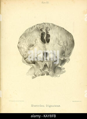 Das mastodon giganteus von Nordamerika (Platte XIX) BHL 40681492 Stockfoto
