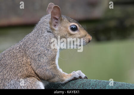 Close Up Side View Profile Portrait von ein graues Eichhörnchen auf der Suche nach rechts Stockfoto