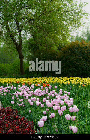 Tulip. schönen Feld garten Tulpen. bunte Tulpen Tulpen. Stockfoto
