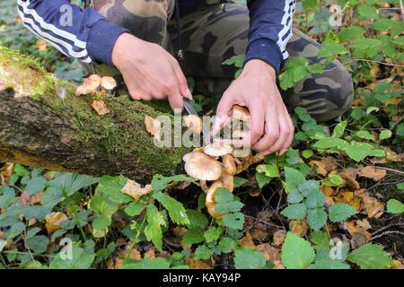 Frau schneidet Honig Pilz mit einem Messer in den Wald. Stockfoto