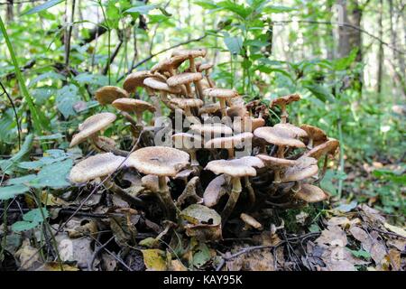 Honig Pilz wächst auf einem alten gefallenen Baumstamm. Stockfoto