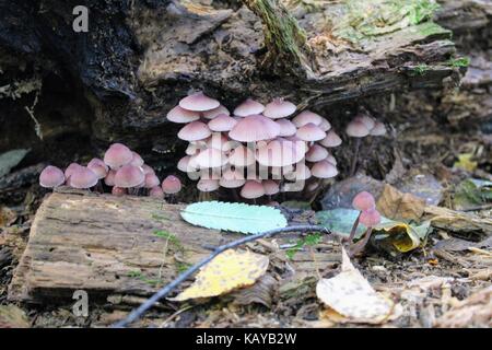 Lila Pilze wachsen auf einem alten gefallenen Baumstamm. Stockfoto