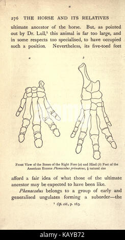 Das Pferd und seine Verwandten (Seite 276) BHL 21572665 Stockfoto