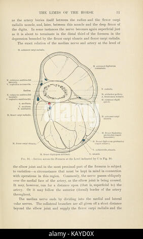 Diese Illustration aus „die topographische Anatomie der Gliedmaßen des Pferdes“ zeigt die anatomische Struktur der Gliedmaßen des Pferdes und liefert detaillierte Informationen zu Muskelgruppen, Knochenstruktur und Bindegewebe. Sie ist eine wichtige Ressource für tierärztliche Studien und Pferdestudien. Stockfoto