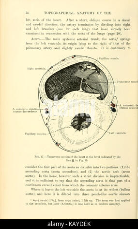 Seite 36 von „die topographische Anatomie des Thorax und des Abdomens des Pferdes“ mit detaillierten anatomischen Abbildungen und Beschreibungen des Thorax und des Abdomens des Pferdes. Diese Seite ist Teil eines umfassenden Leitfadens zur Anatomie des Pferdes, der tierärztliche Studien und Tierbiologie unterstützt. Stockfoto