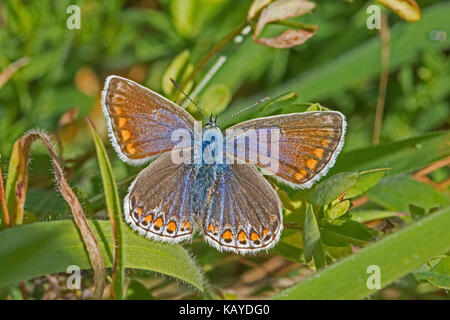 Weibliche gemeinsame Blau (Polyommatus icarus) Stockfoto